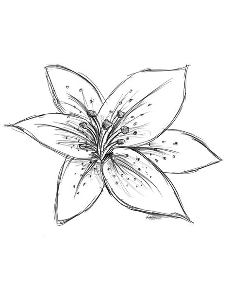 Tiger Lily Drawing Lilies Drawing Flower Drawing Flower Sketches