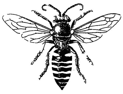 Row boat color by number. Male Honey Bee Coloring Pages : Coloring Sky
