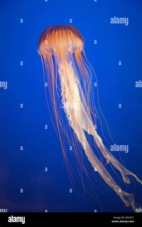 Jellyfish In Vancouver Aquarium Stock Photo Alamy