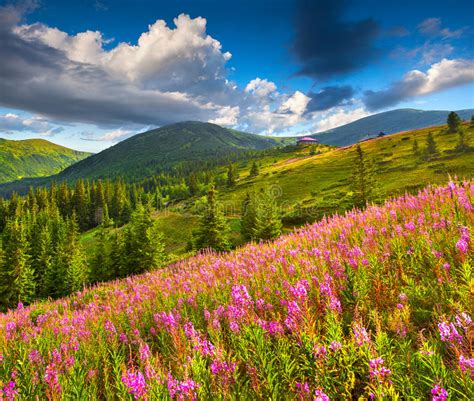 Beautiful Summer Landscape In The Mountains With Pink Flowers Stock