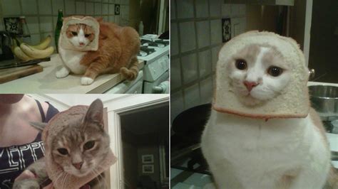 So Cute Cat Bread Face Funny Cat Memes Cats Cat Memes