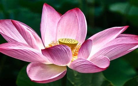 Hd Wallpaper Pink Lotus Flowers