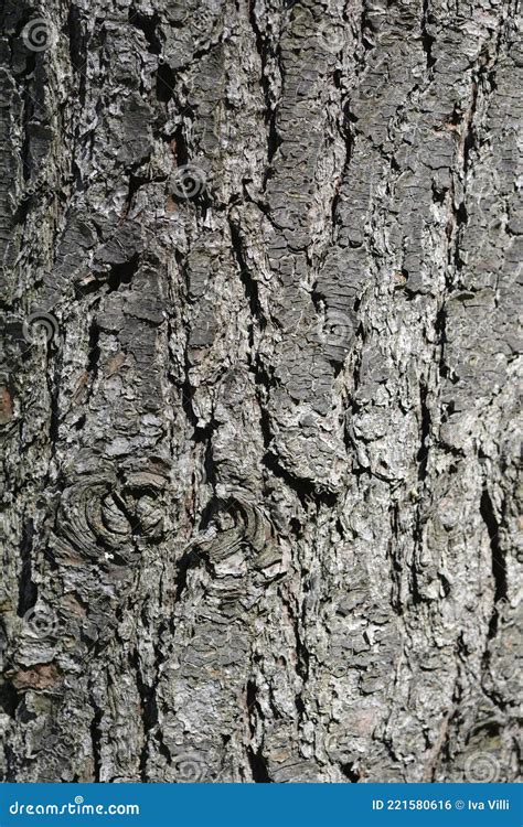 Eastern White Pine Stock Photo Image Of Eastern Bark 221580616