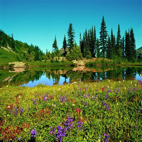 Wildflowers And Alpine Lake Mount Photograph By Lfreytag Fine Art
