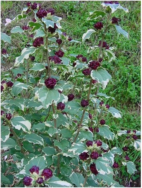 Hibiscus Sy Purpureus Variegatus Rose Mallow Plant In 9cm Pot Uk Garden And Outdoors