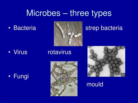 Species Of Bacteria Examples