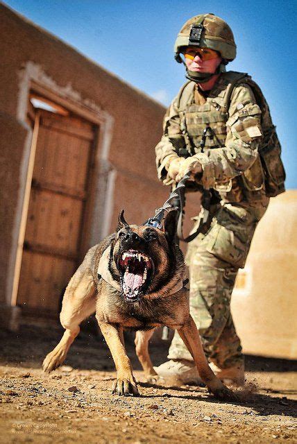 5 Best Personal Protection Dog Breeds Military Working Dogs Personal