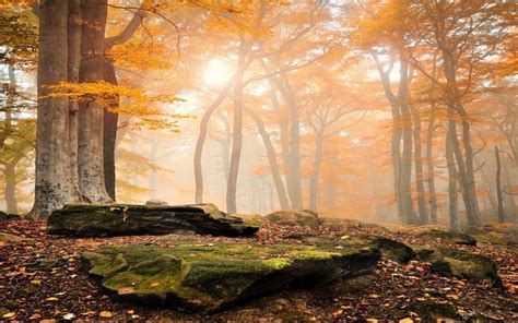Landscape Nature Sunrise Forest Fall Leaves Mist Moss Wallpaper