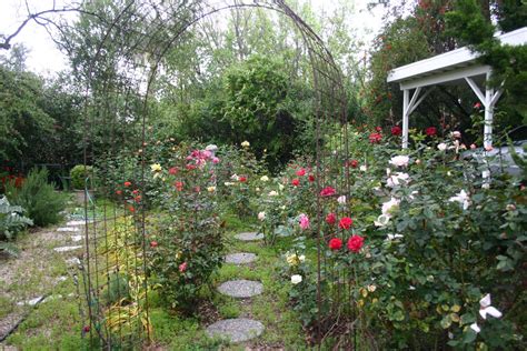 Restoring A Vintage Rose Garden The Gardeners Cottage