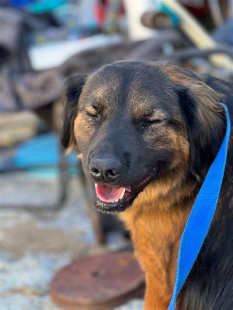 Dog For Adoption Papichulo A Golden Retriever And Labrador Retriever