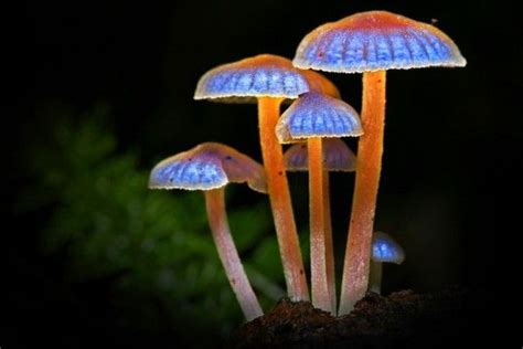 5 Bioluminescent Species That Light Up The World Stuffed Mushrooms