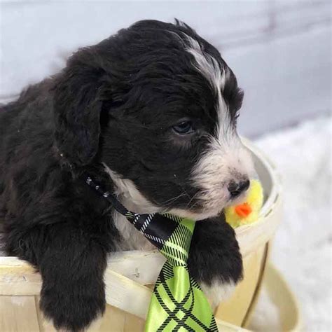 Father is a double doodle, golden doodle + labradoodle. Mini Sheepadoodles - Precious Doodle Dogs - Teacup ...
