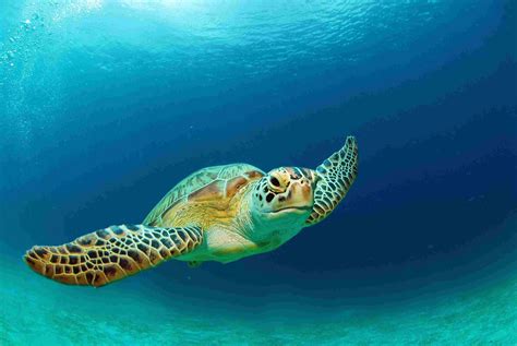 Γεγονότα της χελώνας της Πράσινης Θάλασσας