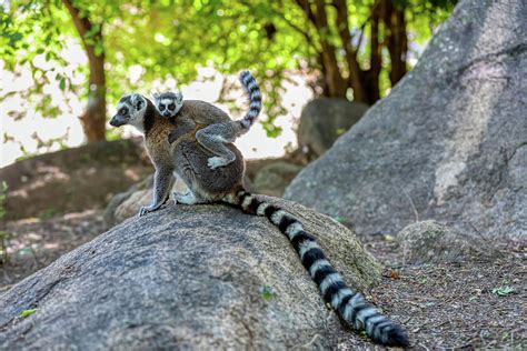 Ring Tailed Lemur Lemur Catta Madagascar Wildlife Animal Photograph
