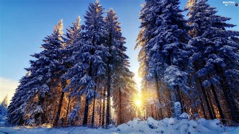 Rays Sun Snow Forest Winter Beautiful Views Wallpapers 2048x1151