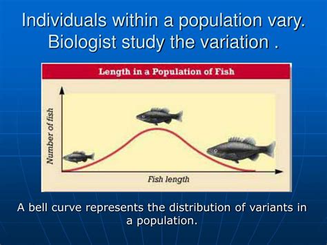 PPT - EVOLUTION OF POPULATIONS PowerPoint Presentation - ID:158494