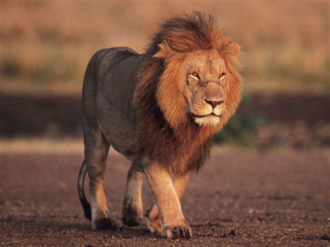 Lion Endangered Animals List Our Endangered Animals