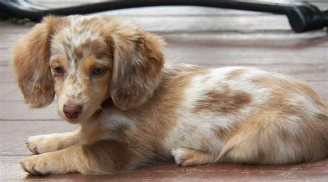 77 Blonde Long Haired Miniature Dachshund For Sale Pic