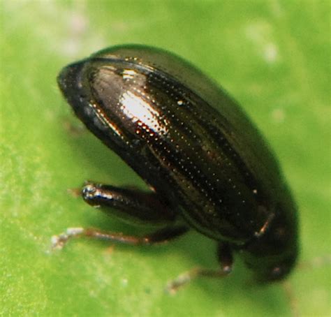 Jumping Tiny Black Beetle Dibolia Borealis Bugguidenet