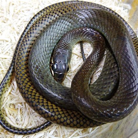 Giant Asian Rat Snake Adult