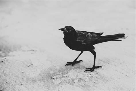 Black Bird · Free Stock Photo