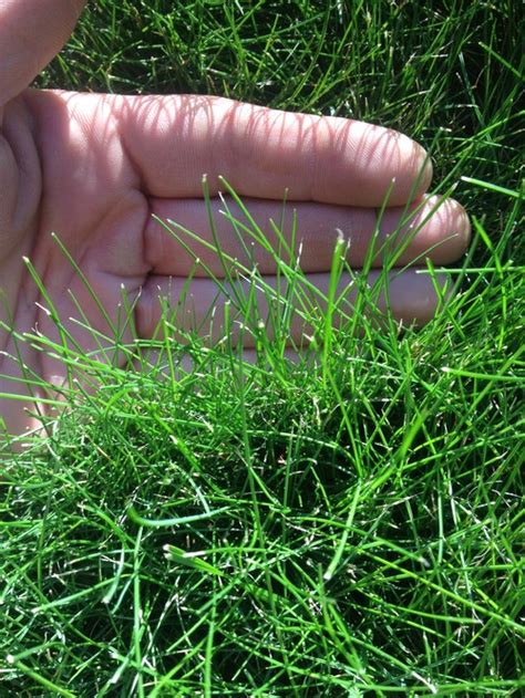 Identifying Grass Types