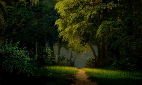 Green Forest 4k Ultra Hd Wallpaper Background Image 5000x3000 Id