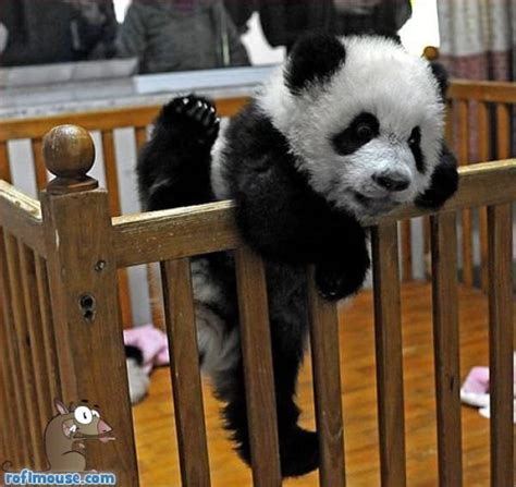 20 Hilarious Yet Cute Panda Photos That Will Make You Say Aww