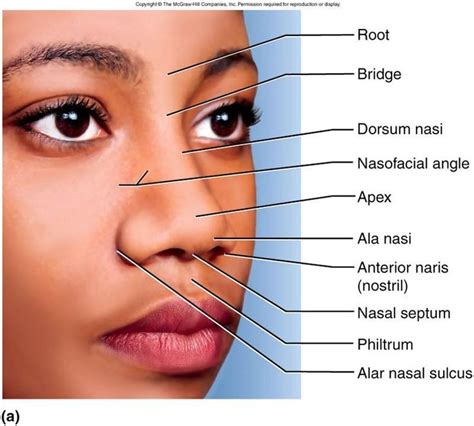 Anatomy Skin Anatomy Medical Anatomy