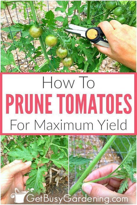 How To Prune Tomatoes For Maximum Yield In The Garden With Text Overlay