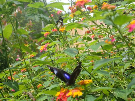 Butterflies In Palawan Palawan Travel Butterfly