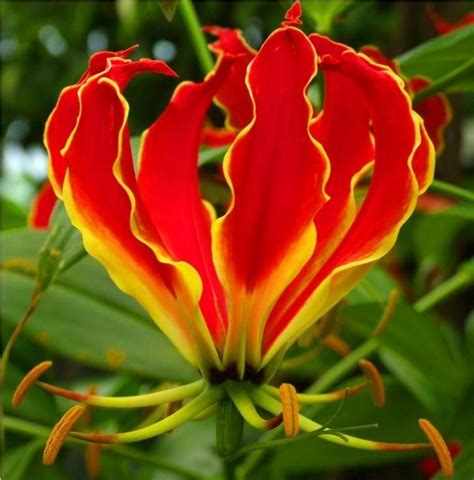 National Flowers Zimbabwe Flame Lily Gloriosa Rothschildiana