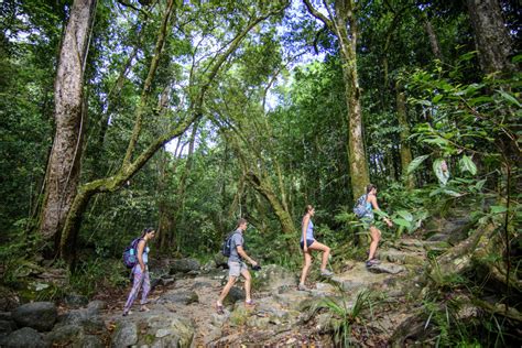 Daintree Rainforest Hiking Fnqnt