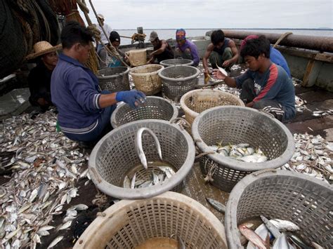 Overfishing Threats Wwf