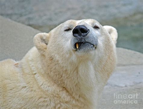Polar Bear Portrait Photograph By Jim Fitzpatrick Fine Art America