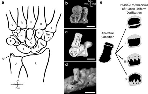 Wrist Anatomy And Hypotheses Of Human Pisiform Ossification A Carpal