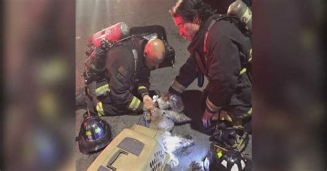 Caught On Camera Firefighters Revive Dog Pulled From House Fire