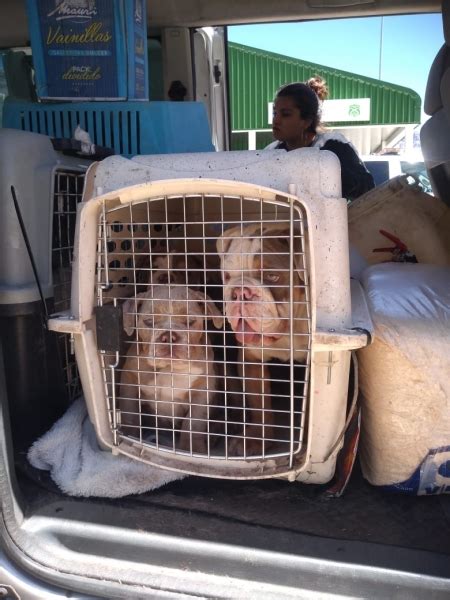 Aduanas Carabineros Y Sag Rescatan 25 Cachorros De Raza Que Eran