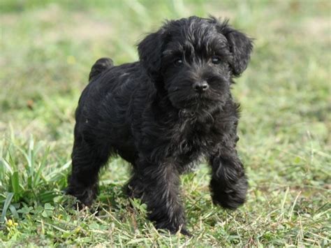 Schnoodle Dog Breed Information Images Characteristics Health