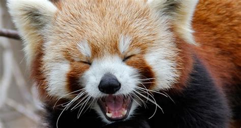 Red Panda Attack Youth Are Awesome