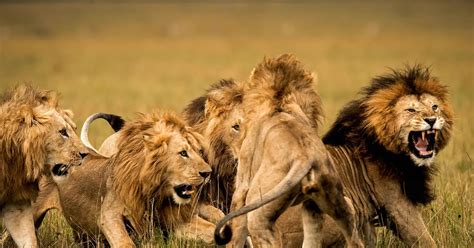 Lion Animal Facts Lions Habitat And Behavior King Of The Jungle