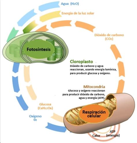 Se La Relaciona Con La Fotosintesis O La Respiracion Celular Brainly Lat