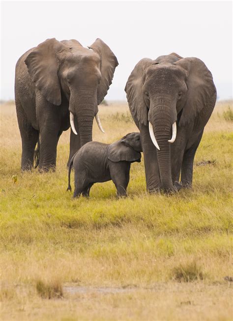 African Elephantamboseli Kenyaphotograph Varun R Goswami Flickr