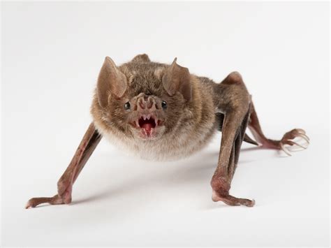 Vampire Bats Gain The Taste Of Blood Lose Their Taste Of Bitter