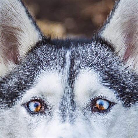 Dont Get Bit — Heterochromia In Dogs Part 1 Heterochromia Is A
