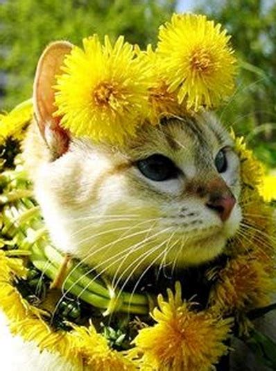 Top 10 Funny Images Of Cat Flowers