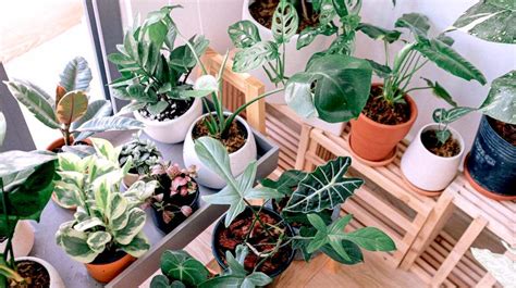 Creative Indoor Gardening Ideas You Can Do For The Holidays