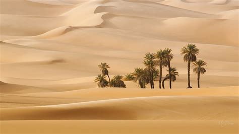 Palms In The Desert Sand Desert Dunes Oasis Palm Trees Hd