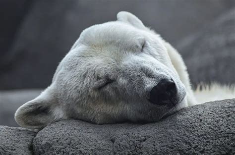 Why Are Polar Bears Endangered Animalstart