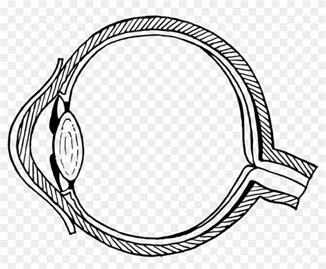 Blank Diagram Of The Eye